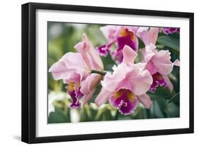 Orchid (Cattleya Sp.)-Maria Mosolova-Framed Photographic Print