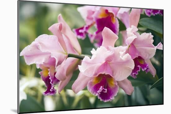 Orchid (Cattleya Sp.)-Maria Mosolova-Mounted Photographic Print