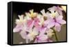 Orchid Chorus-Dana Styber-Framed Stretched Canvas
