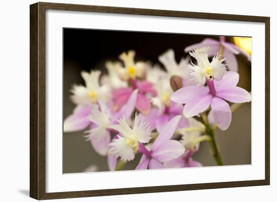 Orchid Chorus-Dana Styber-Framed Photographic Print