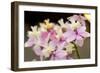 Orchid Chorus-Dana Styber-Framed Photographic Print