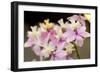 Orchid Chorus-Dana Styber-Framed Photographic Print