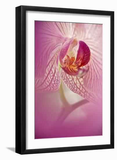 Orchid Close-Up, Florida, USA-Adam Jones-Framed Premium Photographic Print
