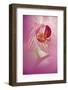 Orchid Close-Up, Florida, USA-Adam Jones-Framed Photographic Print