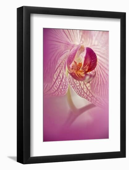Orchid Close-Up, Florida, USA-Adam Jones-Framed Photographic Print