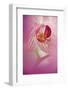 Orchid Close-Up, Florida, USA-Adam Jones-Framed Photographic Print