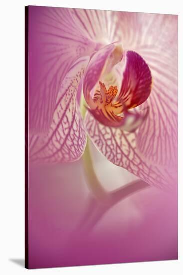 Orchid Close-Up, Florida, USA-Adam Jones-Stretched Canvas