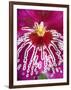 Orchid, Close-Up of Petal-null-Framed Photographic Print