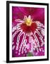 Orchid, Close-Up of Petal-null-Framed Photographic Print