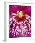 Orchid, Close-Up of Petal-null-Framed Photographic Print