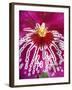 Orchid, Close-Up of Petal-null-Framed Photographic Print