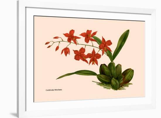 Orchid: Cochlioda Notzliana-William Forsell Kirby-Framed Premium Giclee Print