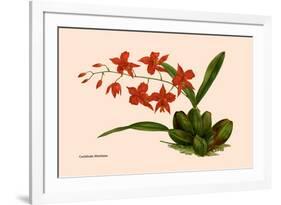 Orchid: Cochlioda Notzliana-William Forsell Kirby-Framed Premium Giclee Print