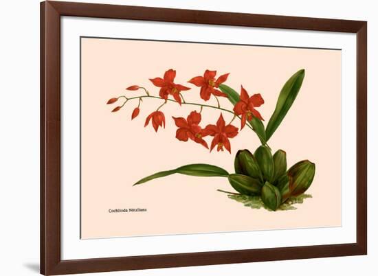 Orchid: Cochlioda Notzliana-William Forsell Kirby-Framed Premium Giclee Print