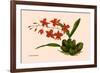 Orchid: Cochlioda Notzliana-William Forsell Kirby-Framed Premium Giclee Print