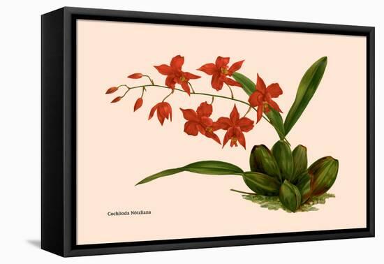 Orchid: Cochlioda Notzliana-William Forsell Kirby-Framed Stretched Canvas