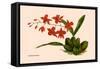 Orchid: Cochlioda Notzliana-William Forsell Kirby-Framed Stretched Canvas