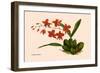 Orchid: Cochlioda Notzliana-William Forsell Kirby-Framed Art Print