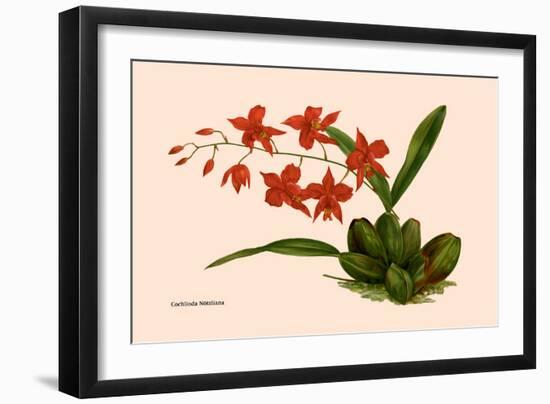 Orchid: Cochlioda Notzliana-William Forsell Kirby-Framed Art Print