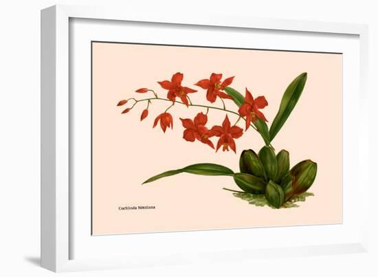 Orchid: Cochlioda Notzliana-William Forsell Kirby-Framed Art Print