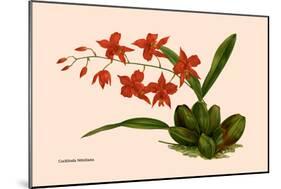 Orchid: Cochlioda Notzliana-William Forsell Kirby-Mounted Art Print
