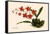 Orchid: Cochlioda Notzliana-William Forsell Kirby-Framed Stretched Canvas