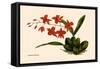 Orchid: Cochlioda Notzliana-William Forsell Kirby-Framed Stretched Canvas