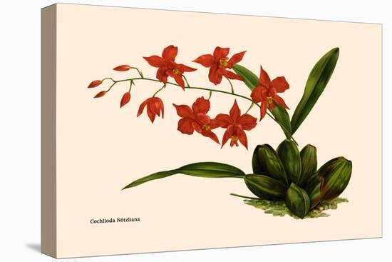 Orchid: Cochlioda Notzliana-William Forsell Kirby-Stretched Canvas