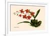 Orchid: Cochlioda Notzliana-William Forsell Kirby-Framed Art Print