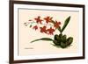 Orchid: Cochlioda Notzliana-William Forsell Kirby-Framed Art Print