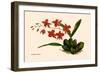 Orchid: Cochlioda Notzliana-William Forsell Kirby-Framed Art Print