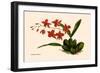 Orchid: Cochlioda Notzliana-William Forsell Kirby-Framed Art Print