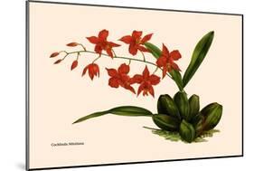Orchid: Cochlioda Notzliana-William Forsell Kirby-Mounted Art Print