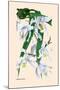 Orchid: Coelogyne Cristata-null-Mounted Art Print