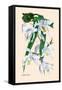 Orchid: Coelogyne Cristata-null-Framed Stretched Canvas