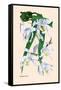 Orchid: Coelogyne Cristata-null-Framed Stretched Canvas