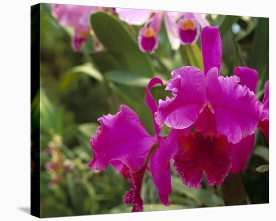 Orchid, Costa Rica-null-Stretched Canvas