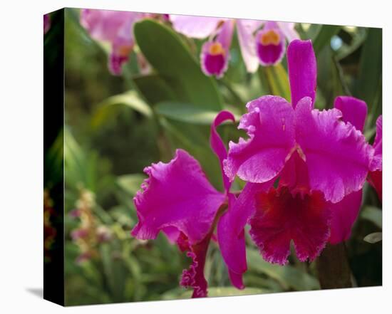 Orchid, Costa Rica-null-Stretched Canvas