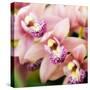 Orchid (Cymbidium Hybrid)-Maria Mosolova-Stretched Canvas