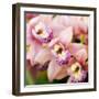 Orchid (Cymbidium Hybrid)-Maria Mosolova-Framed Premium Photographic Print