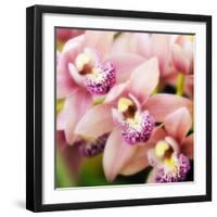 Orchid (Cymbidium Hybrid)-Maria Mosolova-Framed Premium Photographic Print