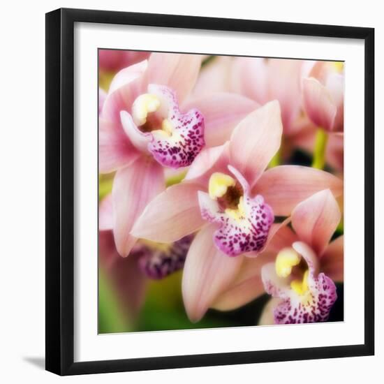 Orchid (Cymbidium Hybrid)-Maria Mosolova-Framed Premium Photographic Print