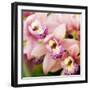 Orchid (Cymbidium Hybrid)-Maria Mosolova-Framed Premium Photographic Print