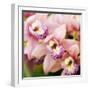 Orchid (Cymbidium Hybrid)-Maria Mosolova-Framed Premium Photographic Print