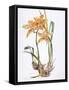 Orchid Cymbidium Pearlite, C.1980-Brenda Moore-Framed Stretched Canvas