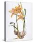 Orchid Cymbidium Pearlite, C.1980-Brenda Moore-Stretched Canvas