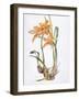 Orchid Cymbidium Pearlite, C.1980-Brenda Moore-Framed Giclee Print