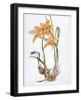 Orchid Cymbidium Pearlite, C.1980-Brenda Moore-Framed Giclee Print