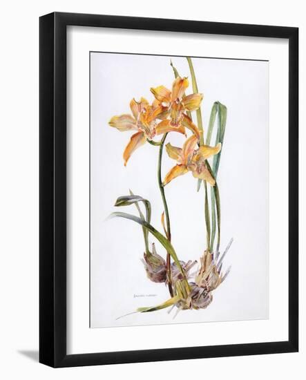 Orchid Cymbidium Pearlite, C.1980-Brenda Moore-Framed Giclee Print