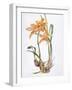 Orchid Cymbidium Pearlite, C.1980-Brenda Moore-Framed Giclee Print